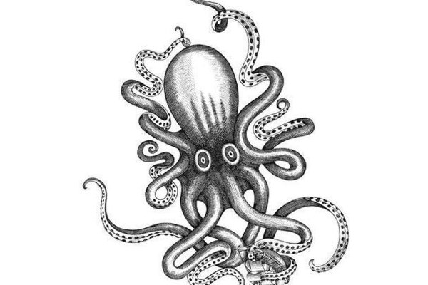 Kraken url