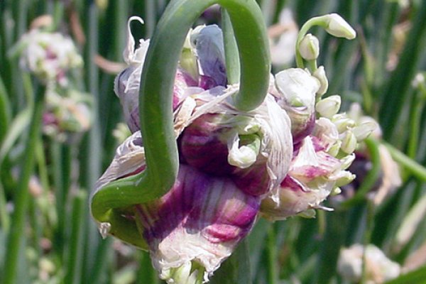 Кракен зеркало onion